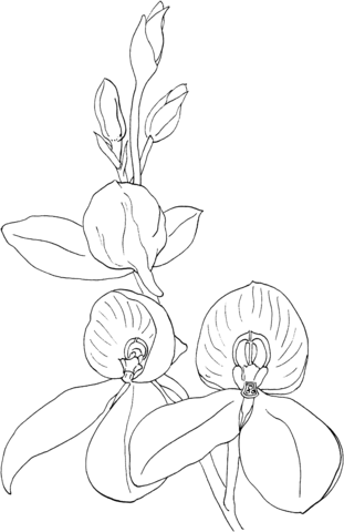 Disa Kewensis Orchid Coloring Page